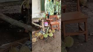 tradisi nungguin buah durian jatuh #shorts