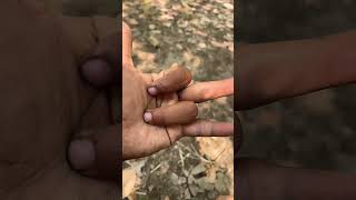 Black millipede 🪱 #animals #puppy #monkey #scorpion #millipede #shorts #shortsviral #shortsvideo