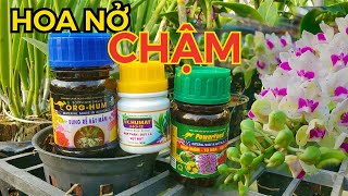 Top 10 Cách Làm Hoa Lan Chậm Nở Mới Nhất Năm 2022