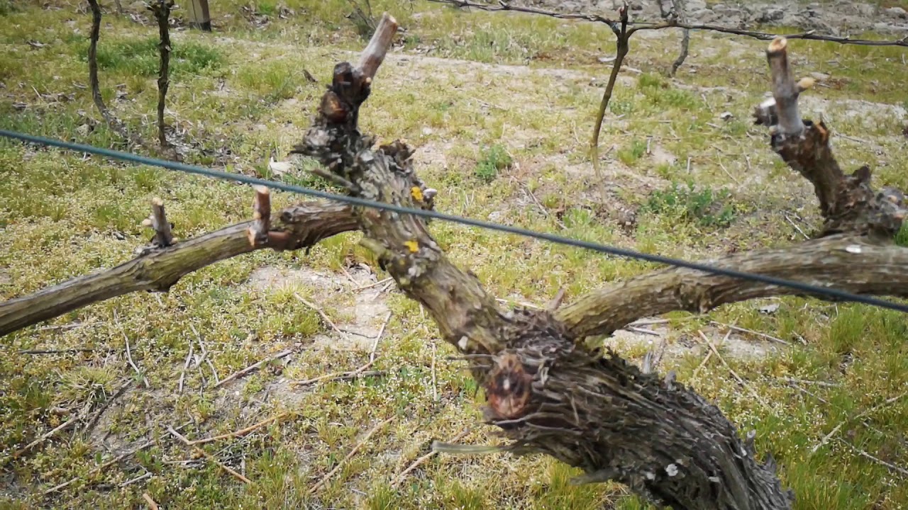 Winnica Stanra 222 parcela Pangea, kwiecień 2020 /the vineyard /le