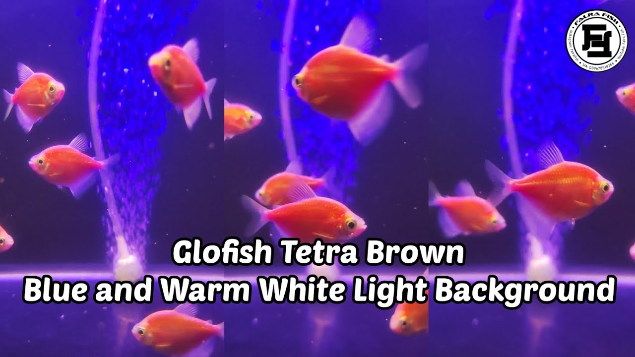 Glofish Tetra Brown - Blue and Warm White Light Background | Falra Fish