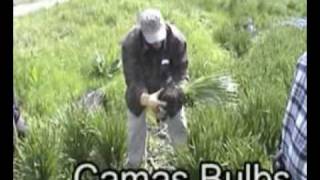 Camas Bulbs