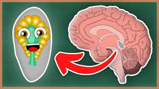 What Is The Pineal Gland and the Endocrine System? | How The Human Body Works