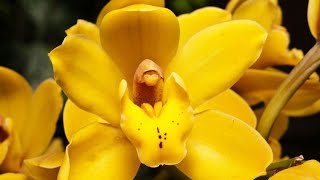 Orquídea Cymbidium Decogarden Orquídea Cymbidium Decogarden