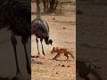 Ostrich Fox Fox Tries To Steal Ostrich Egg Ostrich Fights Back In Epic Revenge 