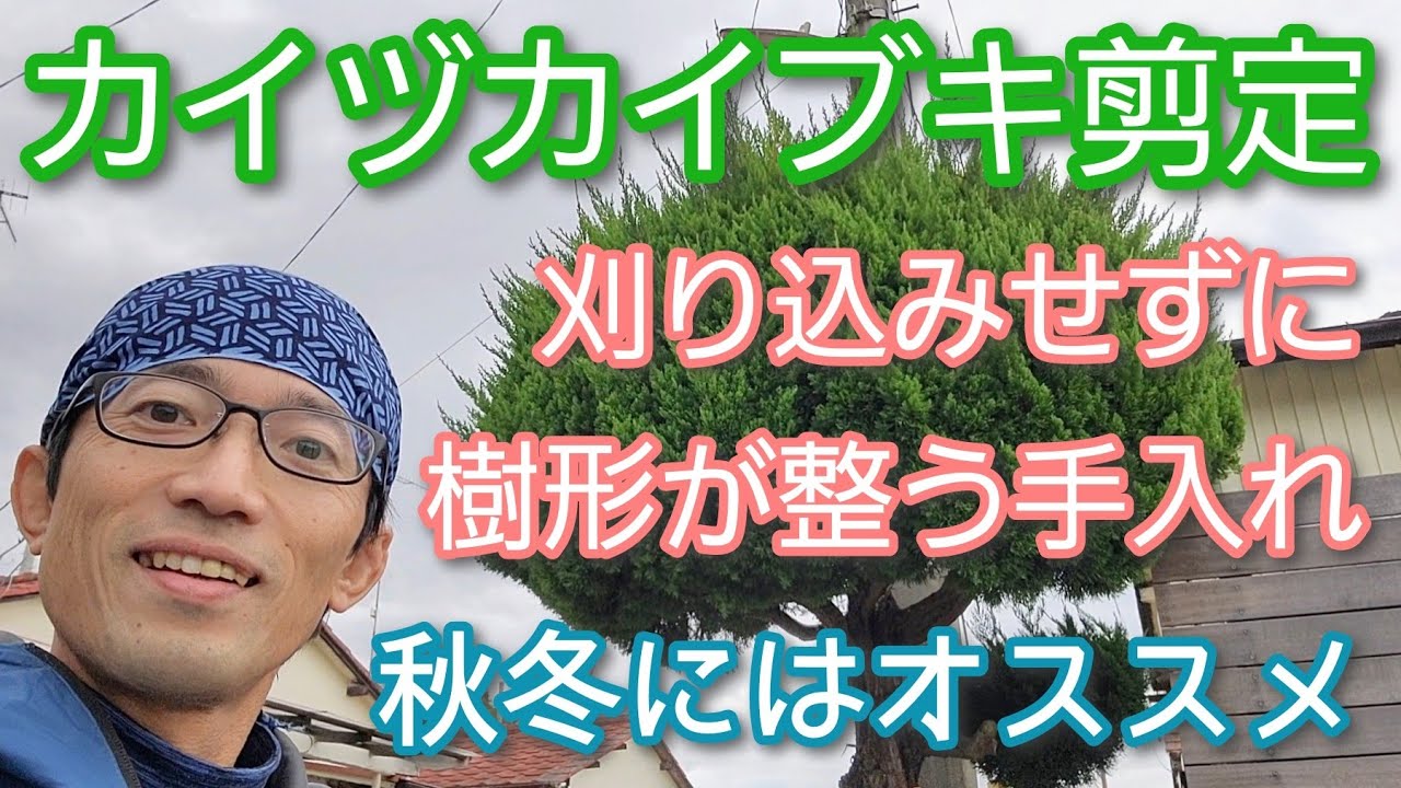 【カイヅカイブキの剪定】刈り込まないでも綺麗に仕上がる手入れ(2022年11月)🌳👌