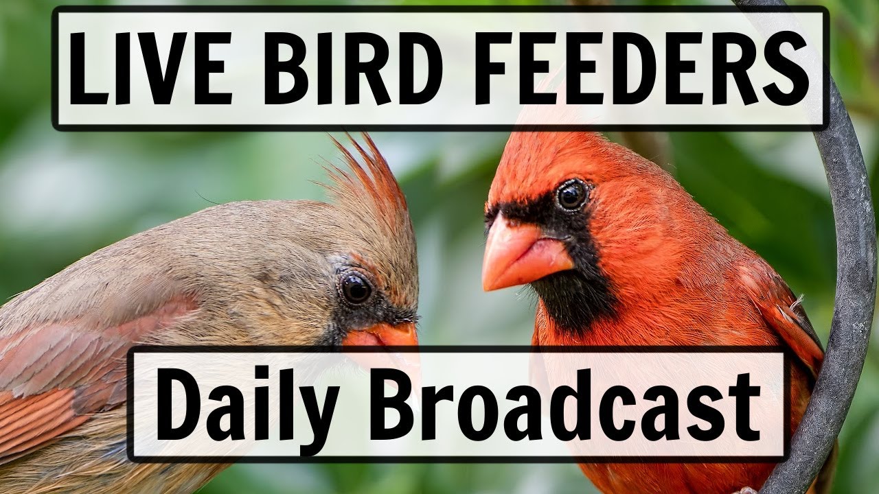 🔴 LIVE Bird Feeder Cam in Ohio (12/31/2025) - Cardinals, Goldfinches, Woodpeckers, Blue Jays