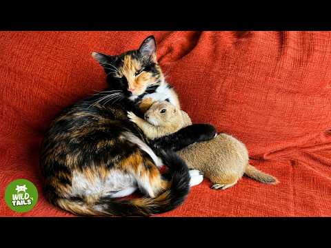 This Rescued Prairie Dog Thinks This Cat Is His Brother... And What He Does Is Incredible