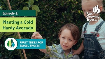 How to Plant a COLD HARDY AVOCADO TREE | Episode 5 (Family Planting Series)
