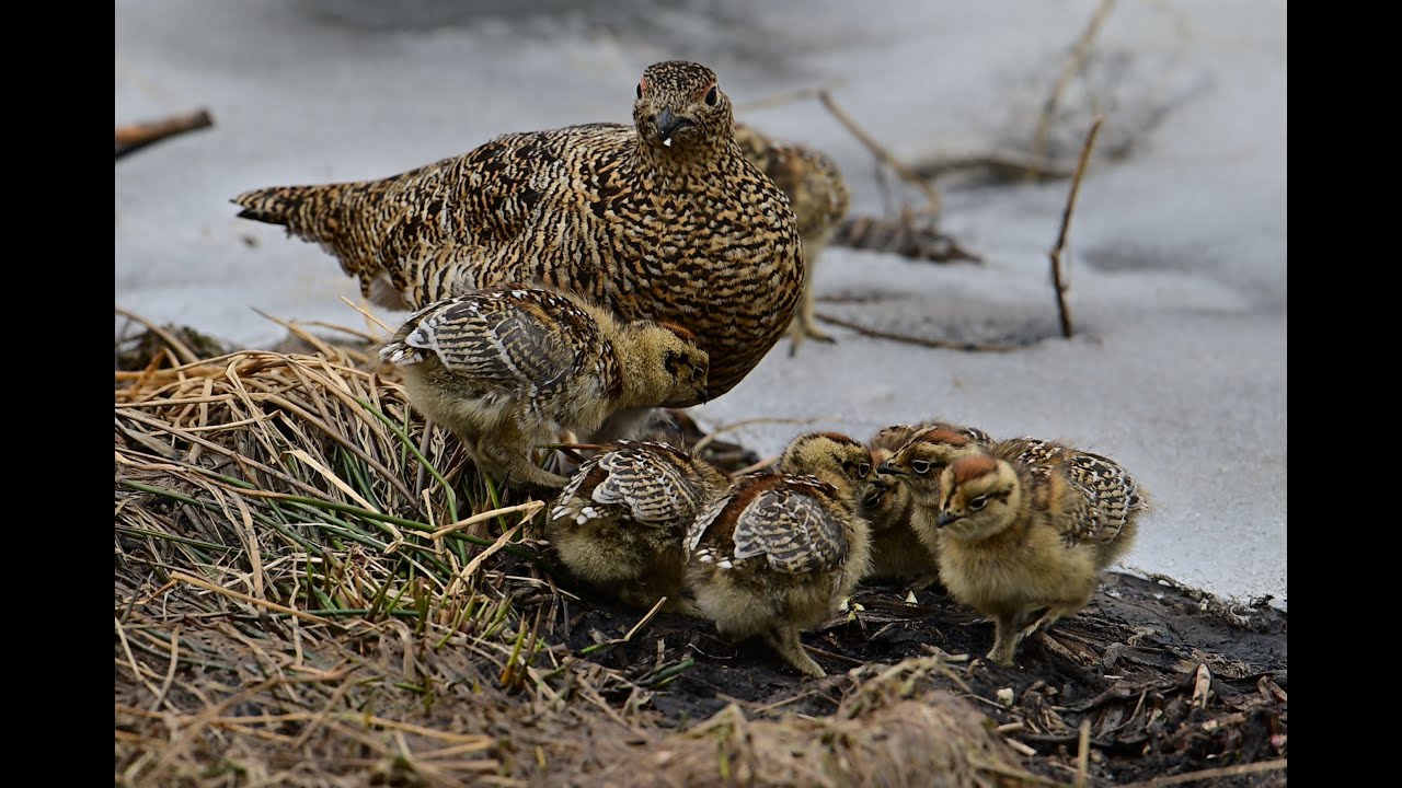 雷鳥の親子のお食事 その２ 5 速く走る A1 400mm F2 8 4k Youtube