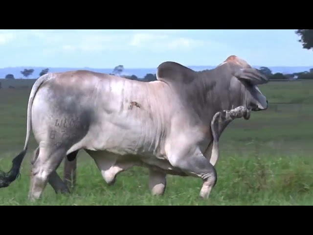 Lote 18    Fazenda Nova Pousada