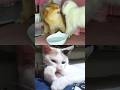 #cat #funnycats #catfight #collab #catvideos #cats #trending #shorts #subscribe 😼😂😁❤️