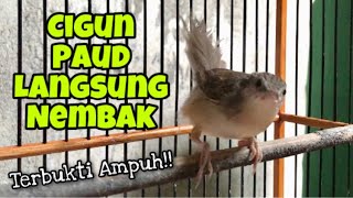 Ciblek Gunung Muda Belajar Bunyi Nembak Ngebren, Ampuh Untuk Pancingan Cigun Paud Agar Bunyi Gacor