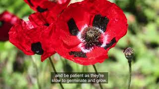 Growing Poppies from Seed