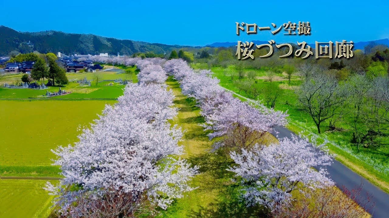 時空の栞　空撮 国府桜づつみ回廊