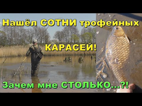 Карась 2 Кг Вышел На Нерест, Но Вода Ушла. В Луже 20 См Глубины И Сотни Трофейного Карася