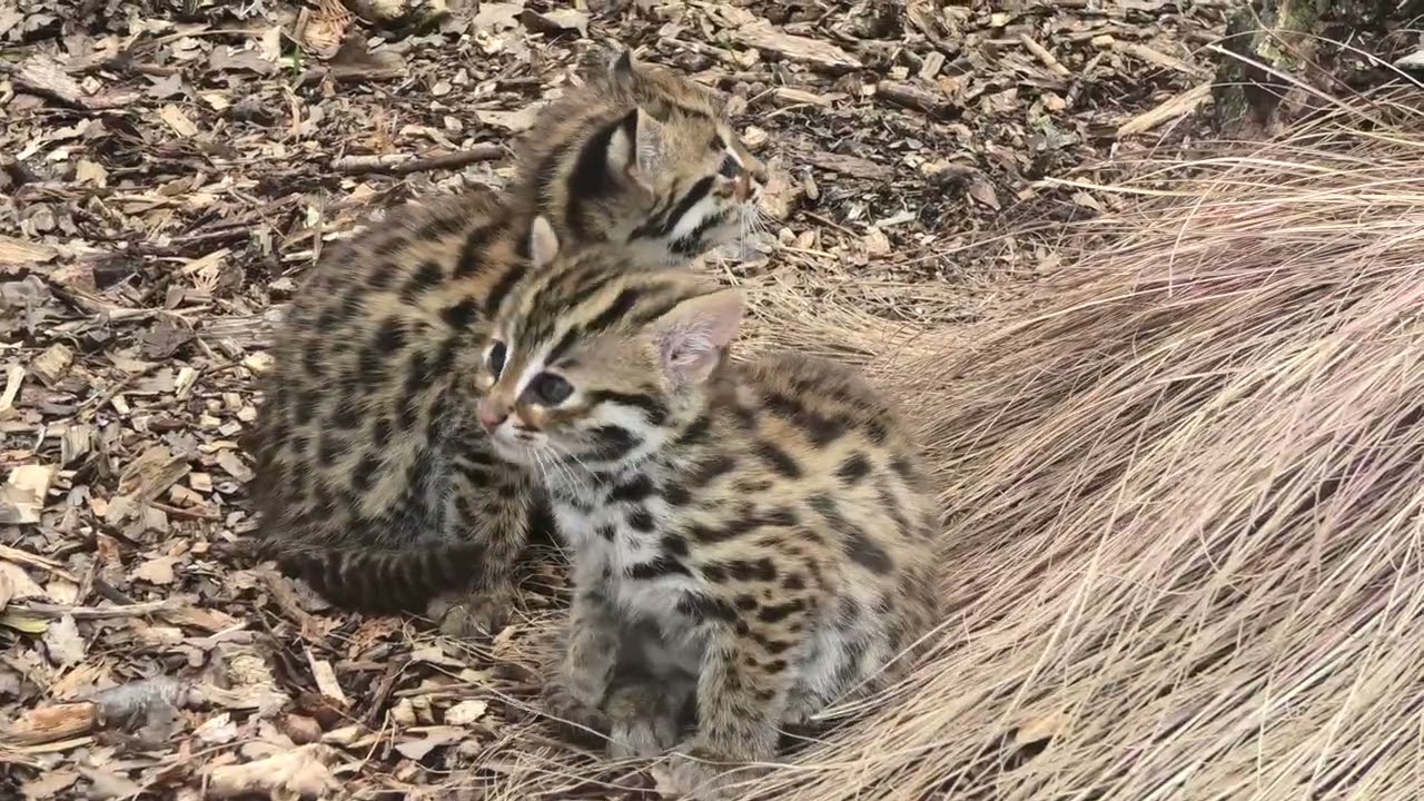 Axe Valley Wildlife Park (20th April 2025)