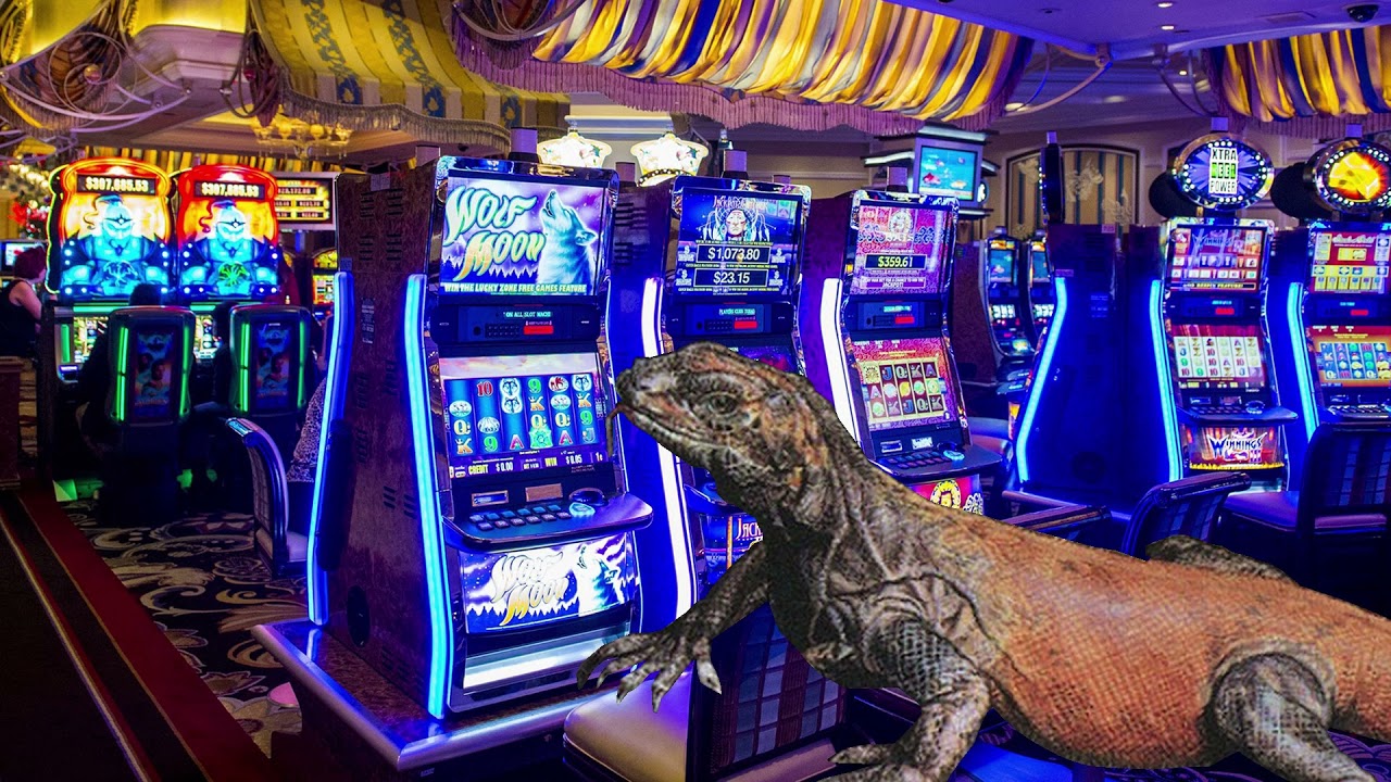 Rootwalla Goes Gambling