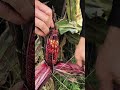 The Science Behind Purple Corn: Nature’s Antioxidant Powerhouse