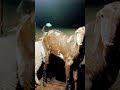 ##artwork ##homesheephome ##goat ##animals