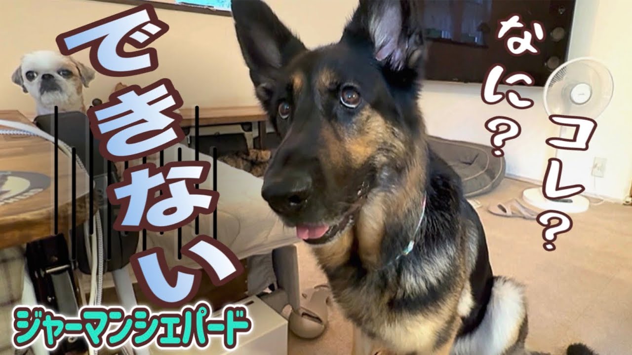 スワロフスキー ジャーマンシェパード GERMAN SHEPHERD My German Shepherd is so clumsy with his paws! 😂 Caught him in