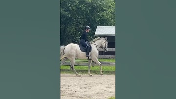 Anyone have tips on improving canter transitions? 😅 #shorts #horse #horseshorts #equestrian #ottb