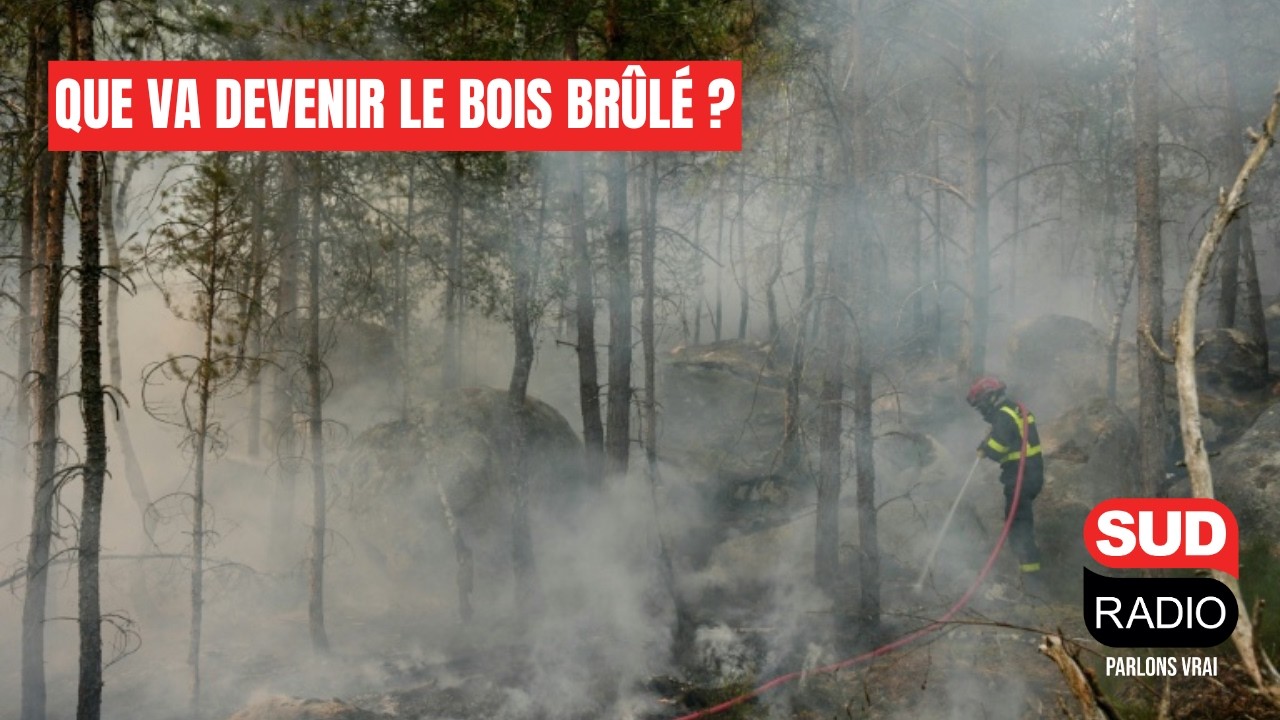 Incendies : que va devenir le bois brûlé ?