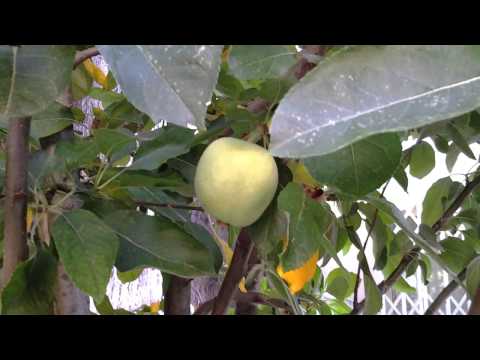 Video: Vítreo De La Fruta De La Manzana