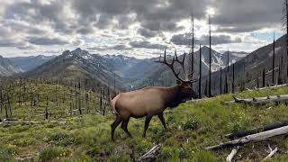 GearDrop Idaho Wilderness Elk Shed Hunt - Clue 1 Drop Location