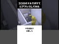 【神回】ココロオドルでボケてにアフレコしてみたwwww #shorts #ボケて #アフレコ