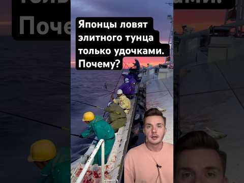 Как японцы ловят дорогого тунца без сетей! Этот метод вас удивит!