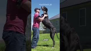 The Giant Dog That's Actually Just A Big Couch 😂 #greatdane
