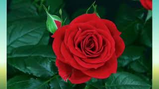 Stevie Wonder "Power Flower" Pictorial w-Lyrics (1979)