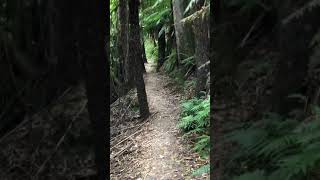 Beautiful walk - Elizabeth Lake  - Forrest Victoria -  Australia