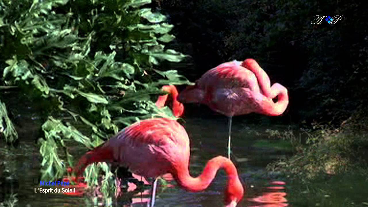 Michel Pépé - L'esprit du soleil - YouTube