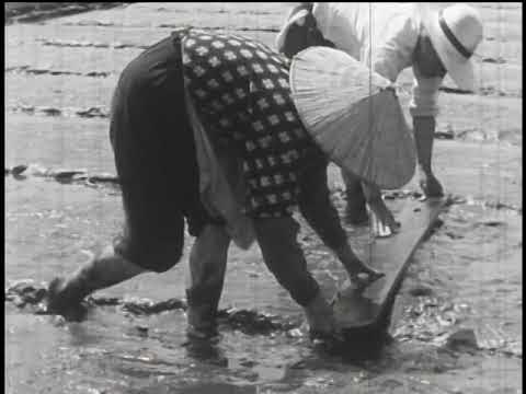 Japanese rice cultivation（1954）