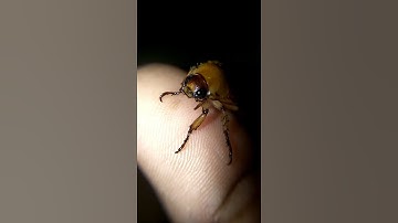 Beetle On Hand | Macro | Insect & Bugs | Beetle Love | | Insect World | Nature Video Shorts | Hailey