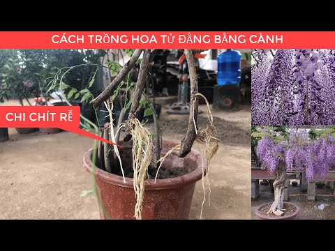 Video: Chăm sóc hoa diên vĩ Nhật Bản: Làm thế nào và khi nào để trồng hoa diên vĩ Nhật Bản