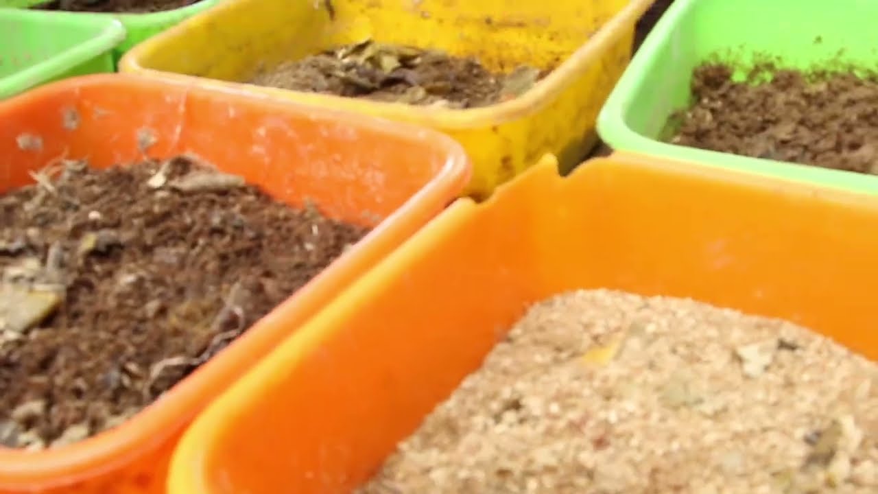 Success story of Innocent - he makes animal feeds in an interesting way