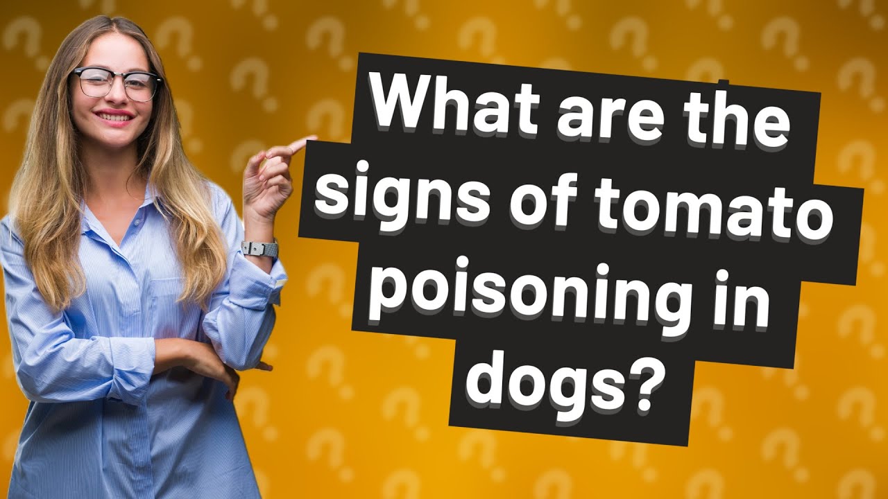 What are the signs of tomato poisoning in dogs? YouTube