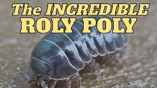 Uncover the Hidden World of Roly Polies! #video #nature #animals