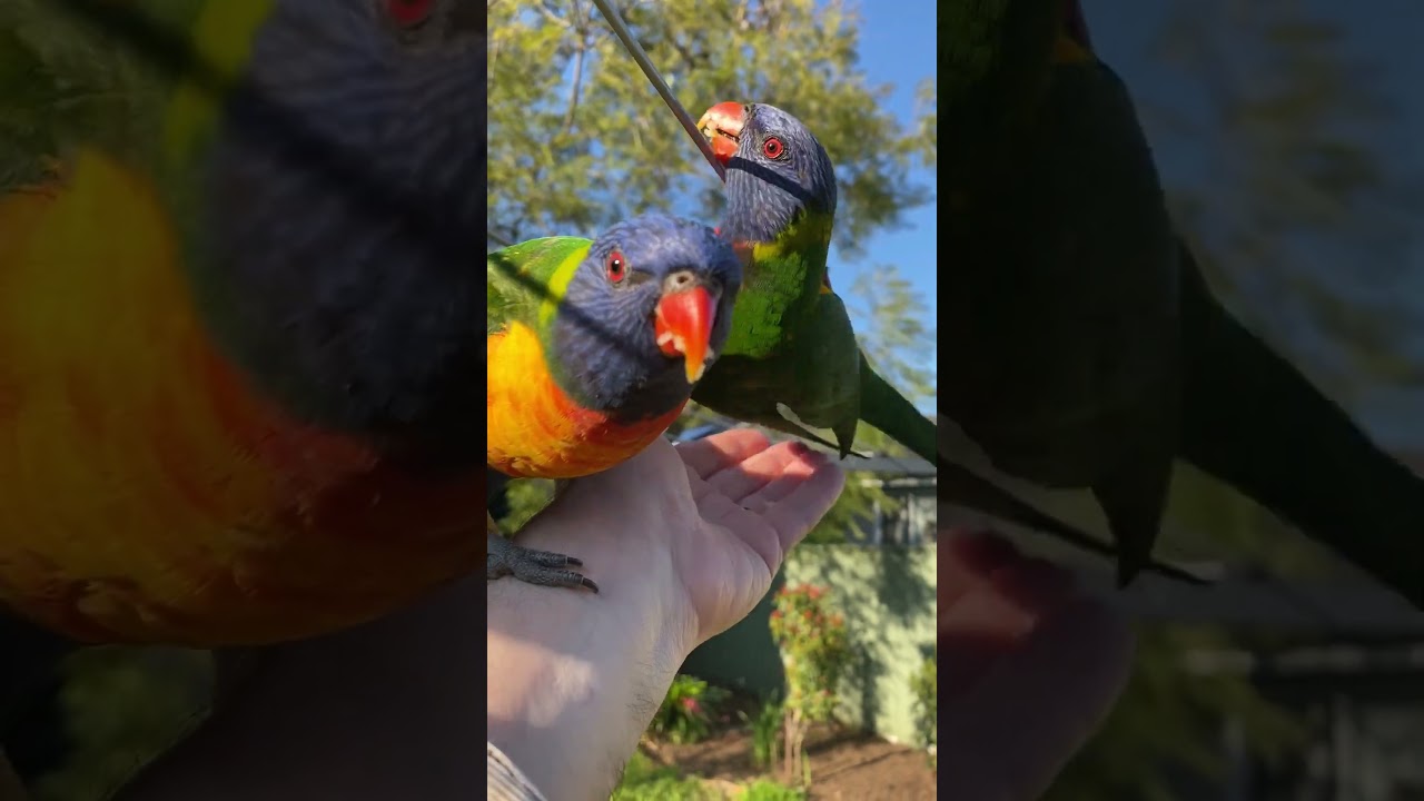 Beautiful Rainbow Lorikeets: With A Little Help From My Friends 