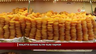 70 liraya ulaşan Malatya kayısısı altın yılını yaşıyor