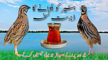 The best recipe for quail calling🪶  Batair ko bulaney ka nuskha 2022