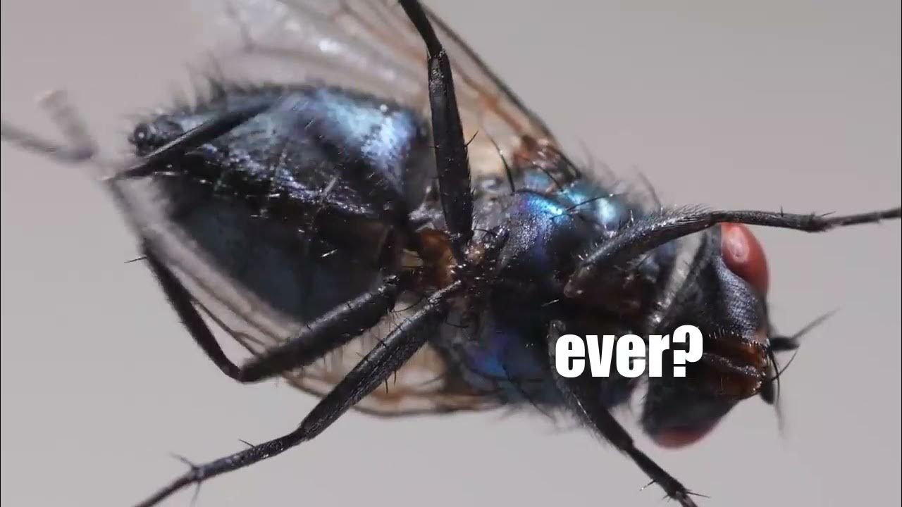 What If Flies Go Extinct? YouTube