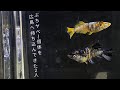 とある展示方法でメダカをバンバン売り捌いていた福岡の愛好家さん