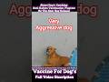 Aggressive Dog Catch Gojo With VACCINATION #dog #vaccine #gojo #streetdogrevival #ytviral