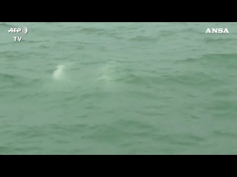 Video: Dove vedere il delfino rosa a Hong Kong