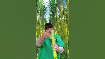 cây mía siêu mềm