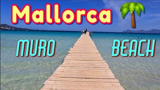 MALLORCA 🏖 Muro BEACH ⛱️ Alcúdia 🇪🇸 SPAIN